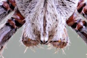 Garden Orb-Weaver (Eriophora pustulosa) (Eriophora pustulosa)
